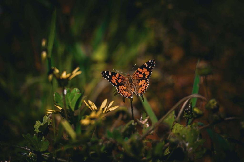 Farfalla arancione su fiori selvatici
