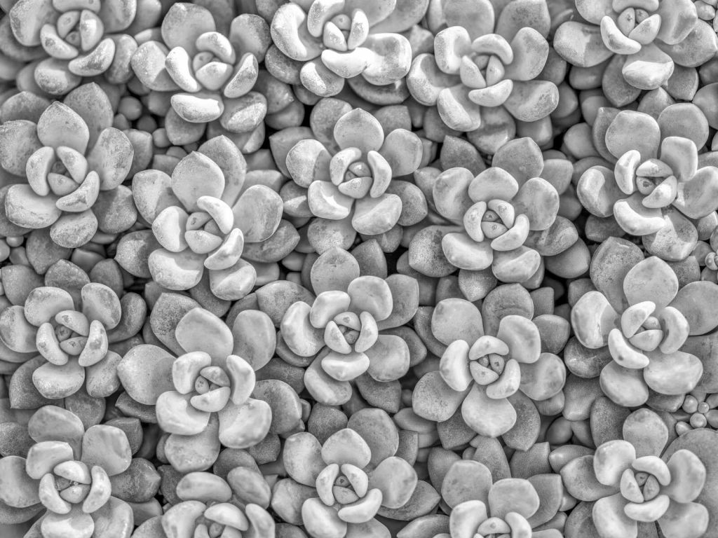 Succulente grigie con motivo a rosetta