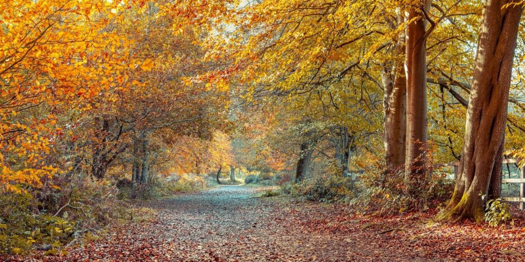 Bosco autunnale con chioma dorata