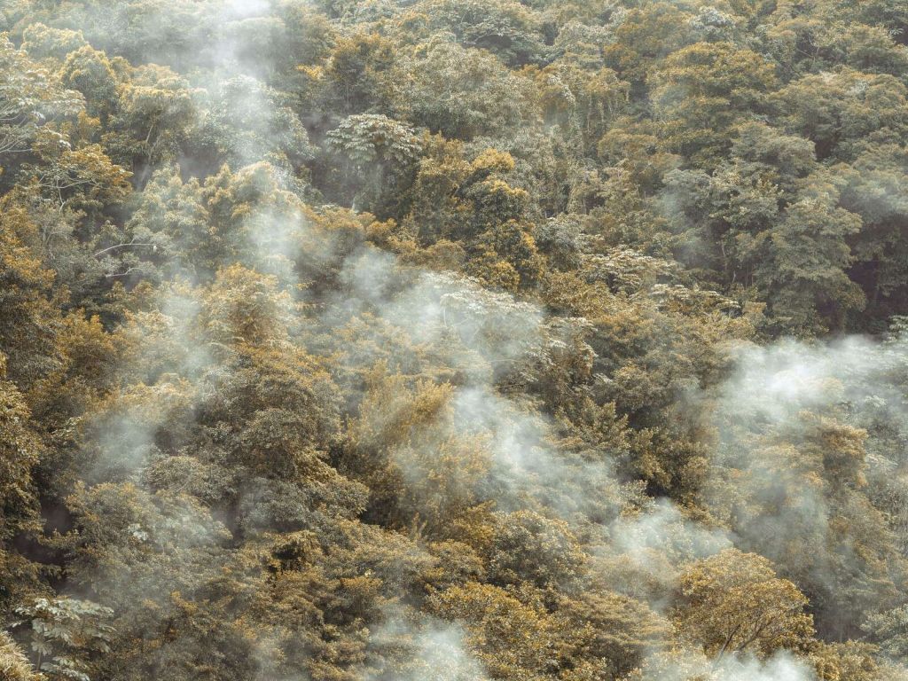 Foresta pluviale nebbiosa con leggera nebbia