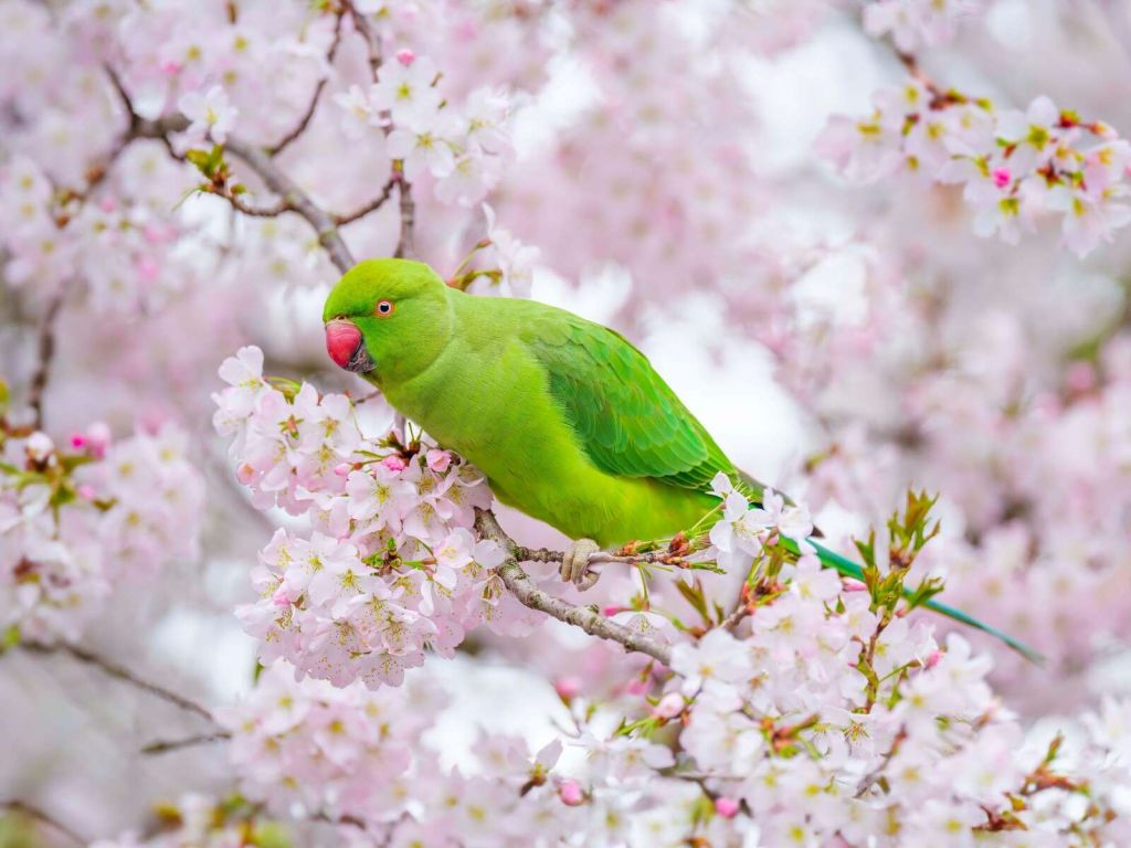 Pappagallo verde tra i fiori