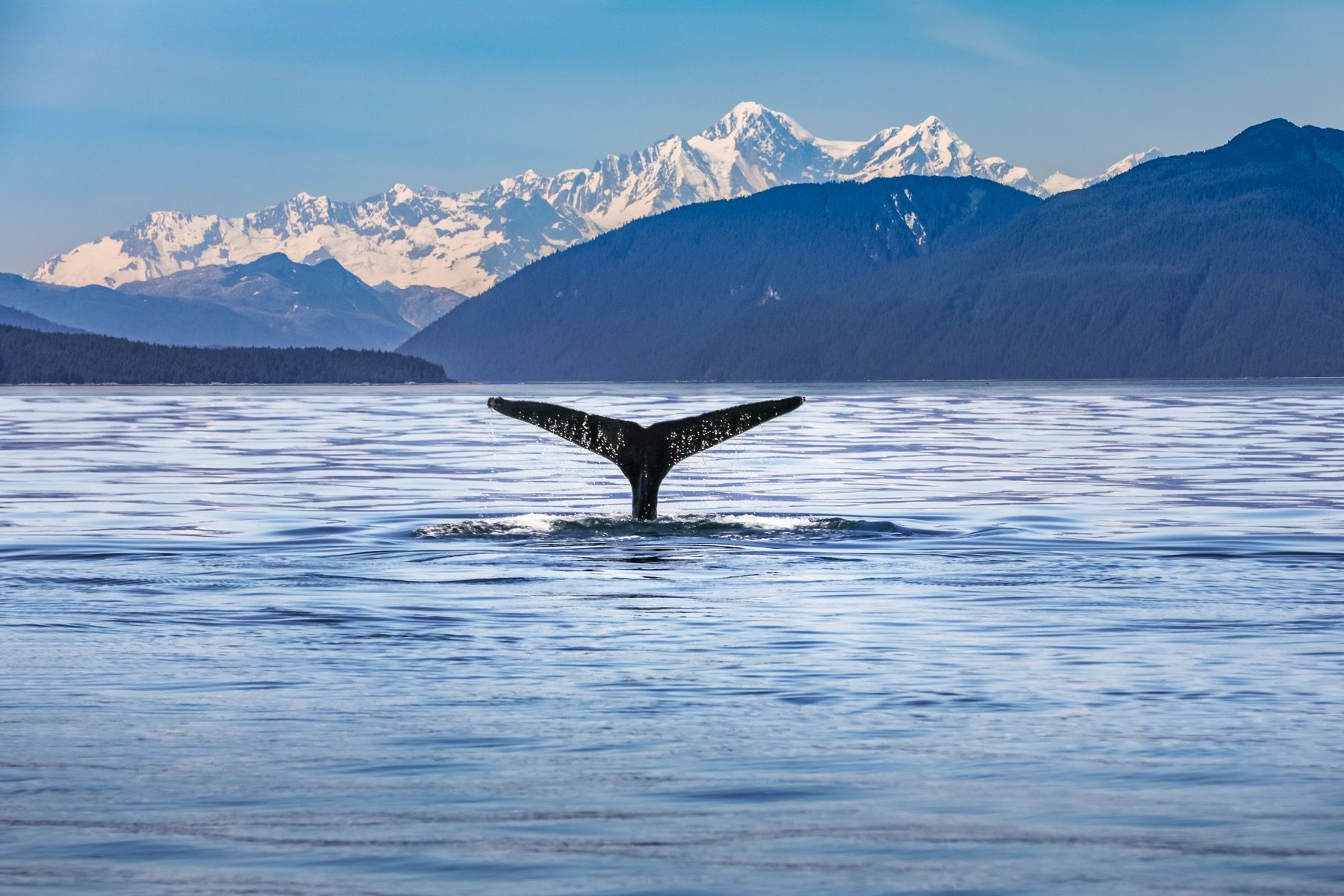 Immersione di balene con le montagne sullo sfondo