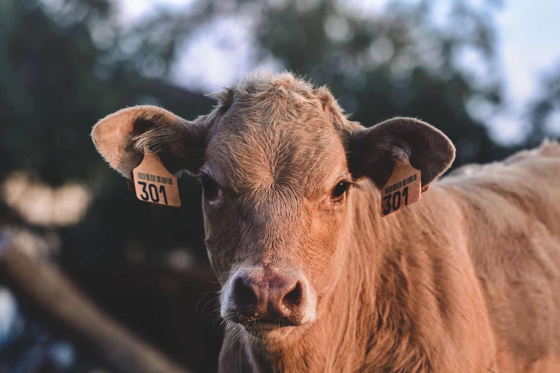 Mucca in primo piano