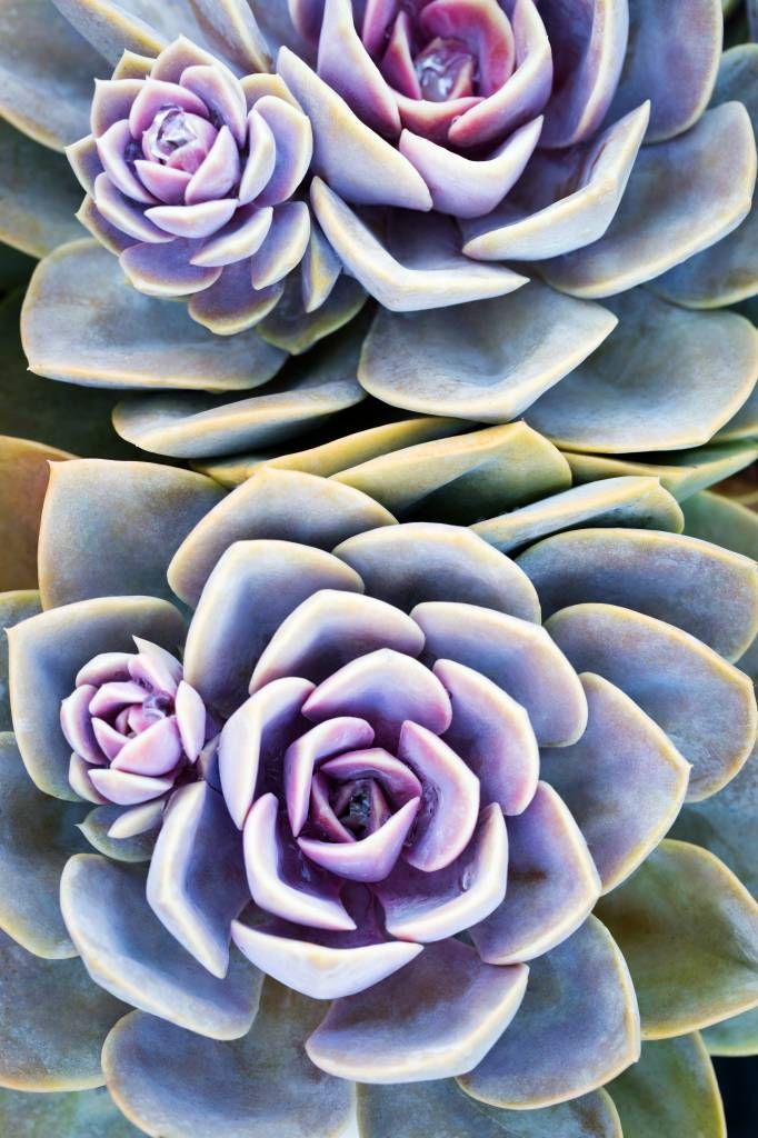 Succulente