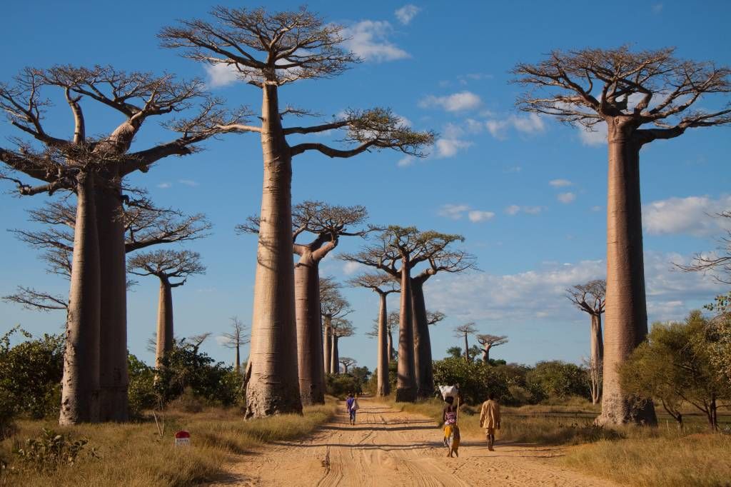 Alberi di baobab