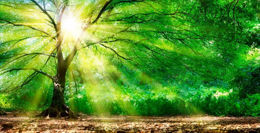 Grande albero con sole