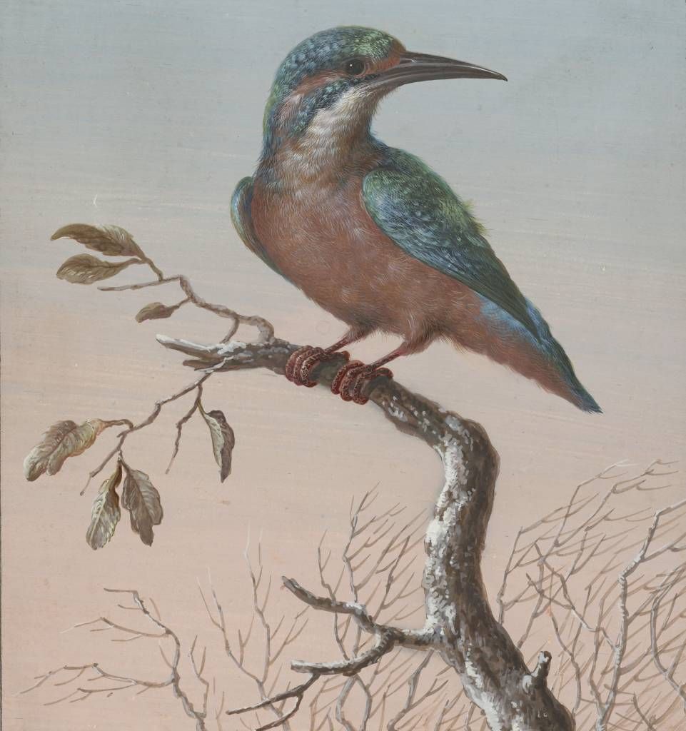 Kingfisher pittura