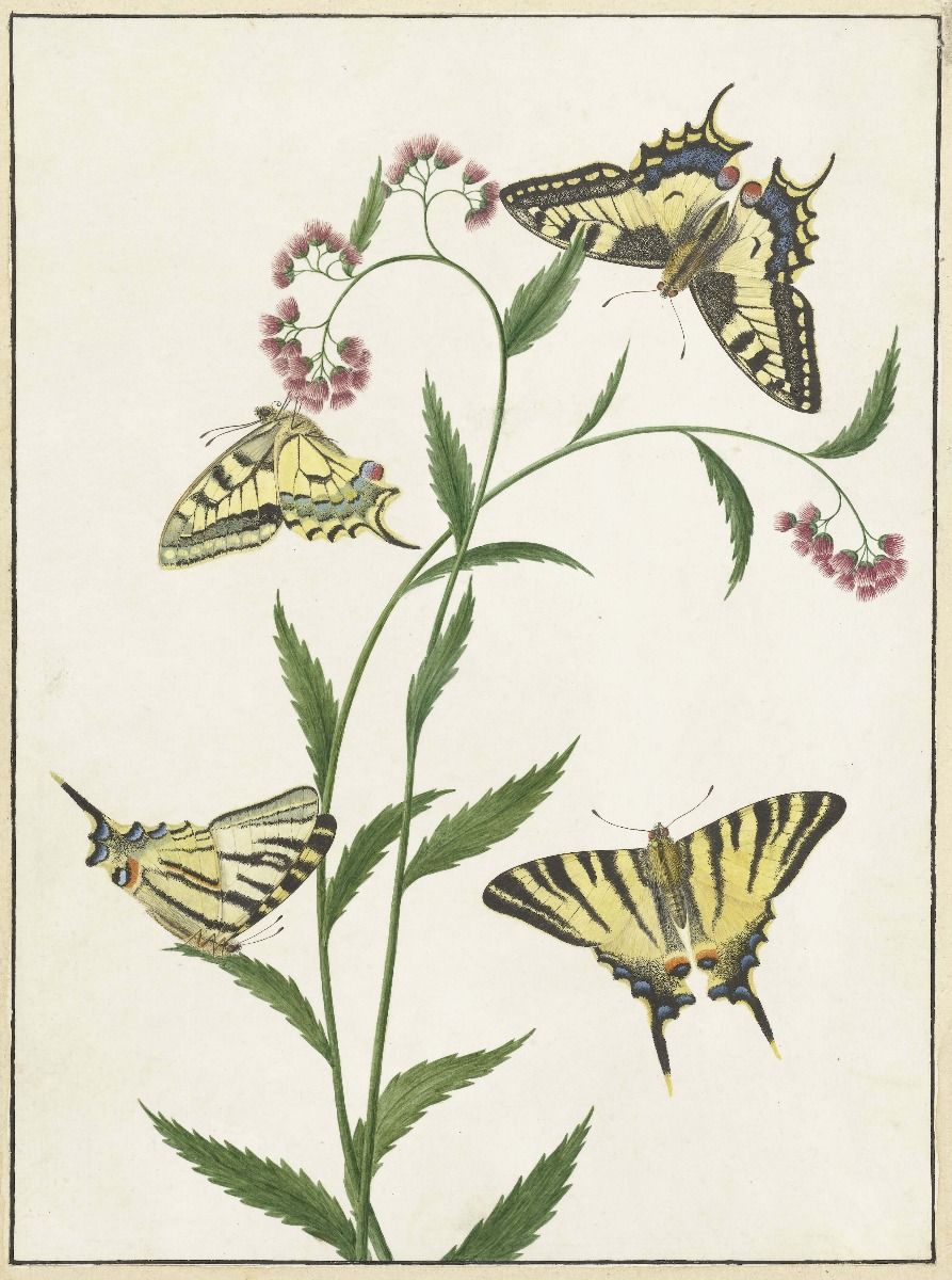 Quattro farfalle sui fiori, Paulus Knogh