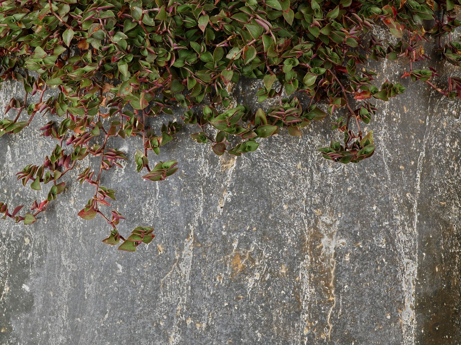 Abbeveratoio per piante 