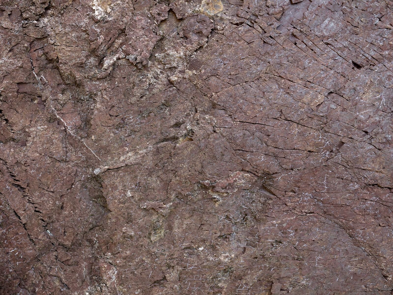 Roccia dettagliata con alberi