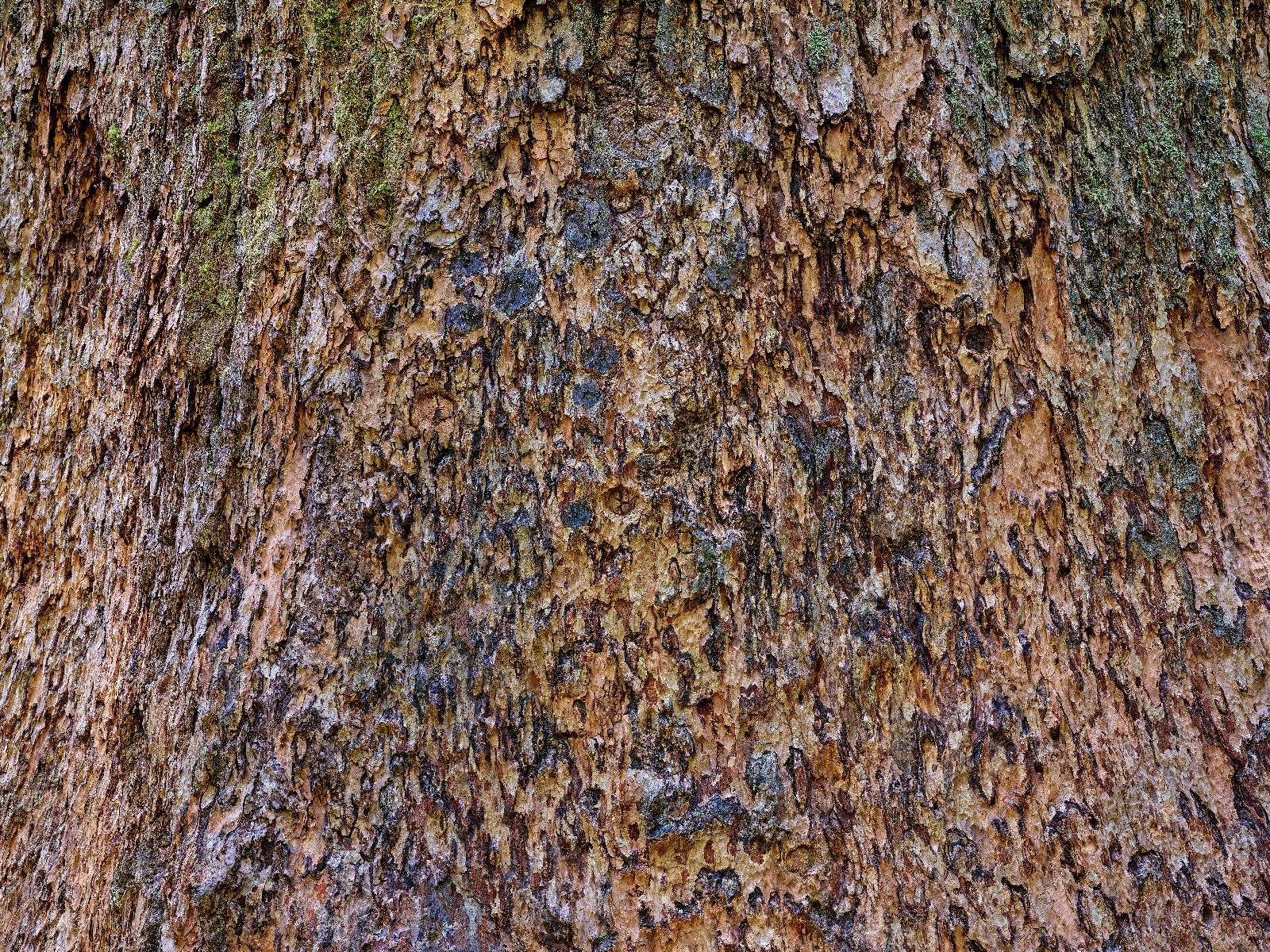 Corteccia d'albero marrone 