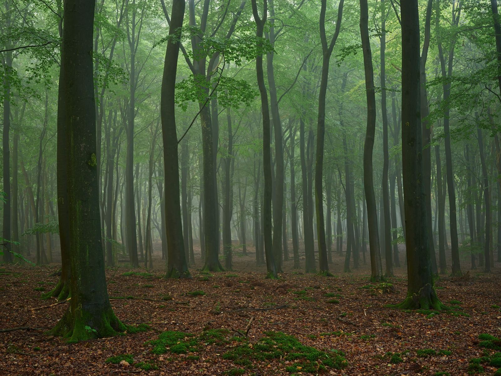 Nebbia nella foresta