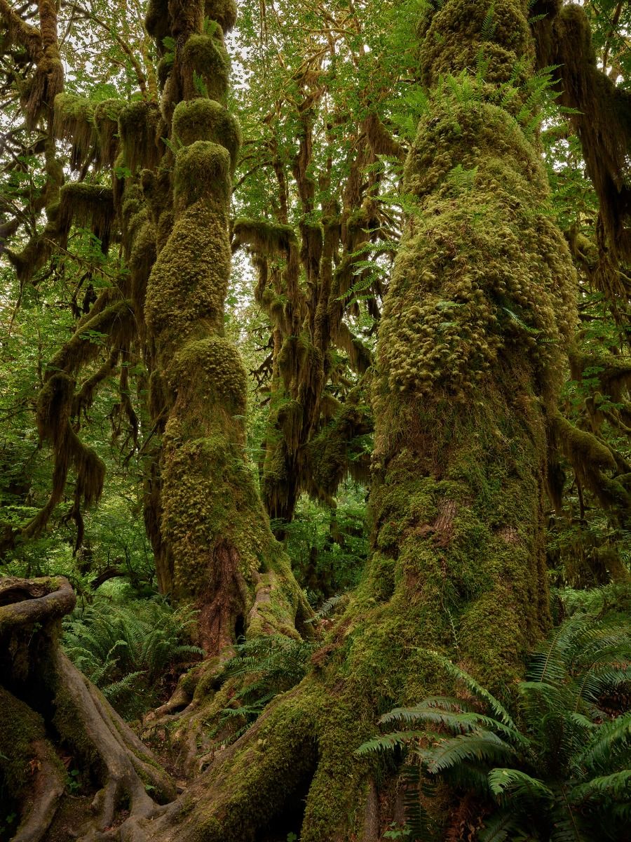 Alberi in una foresta pluviale