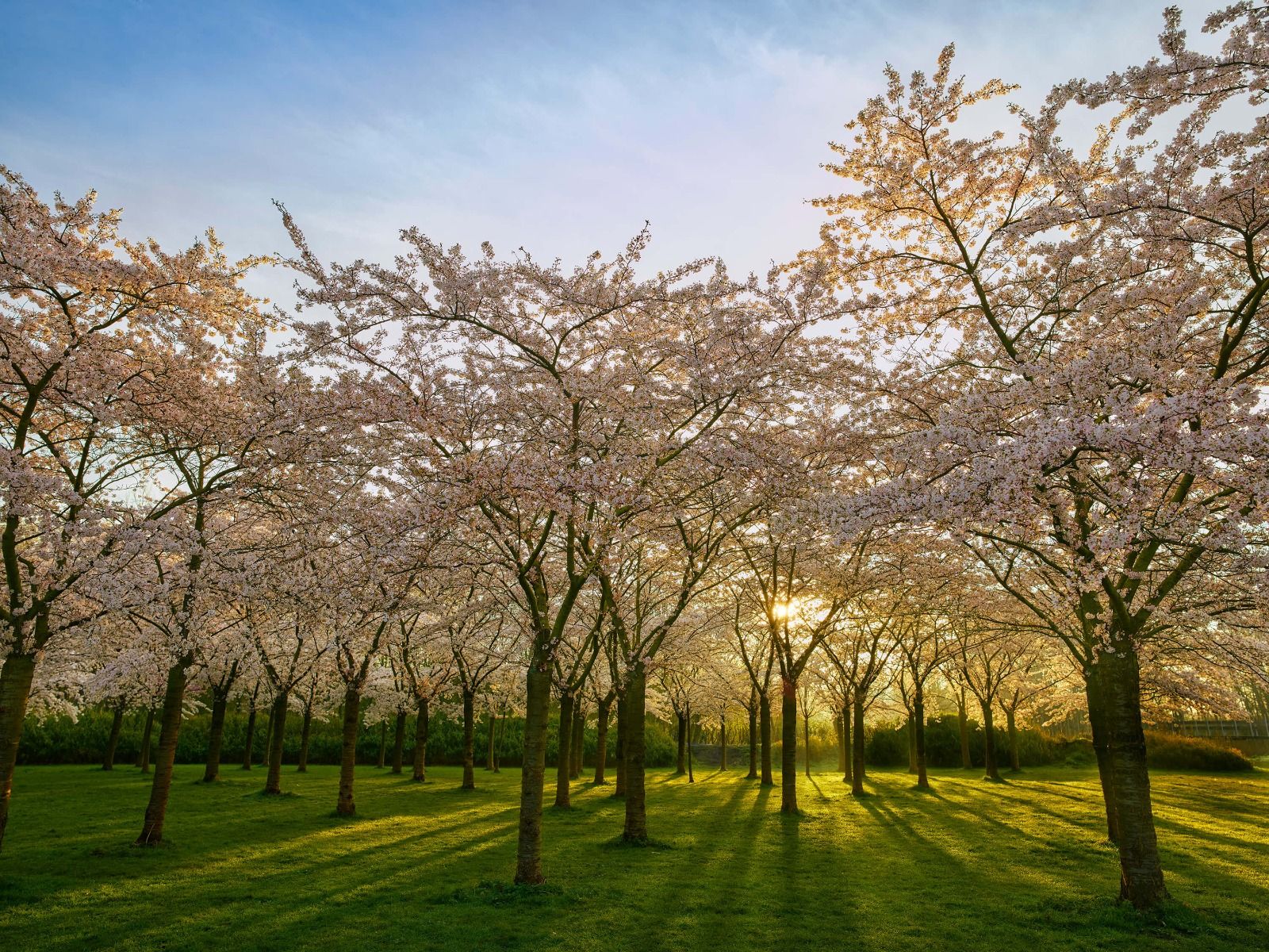 Alberi in fiore