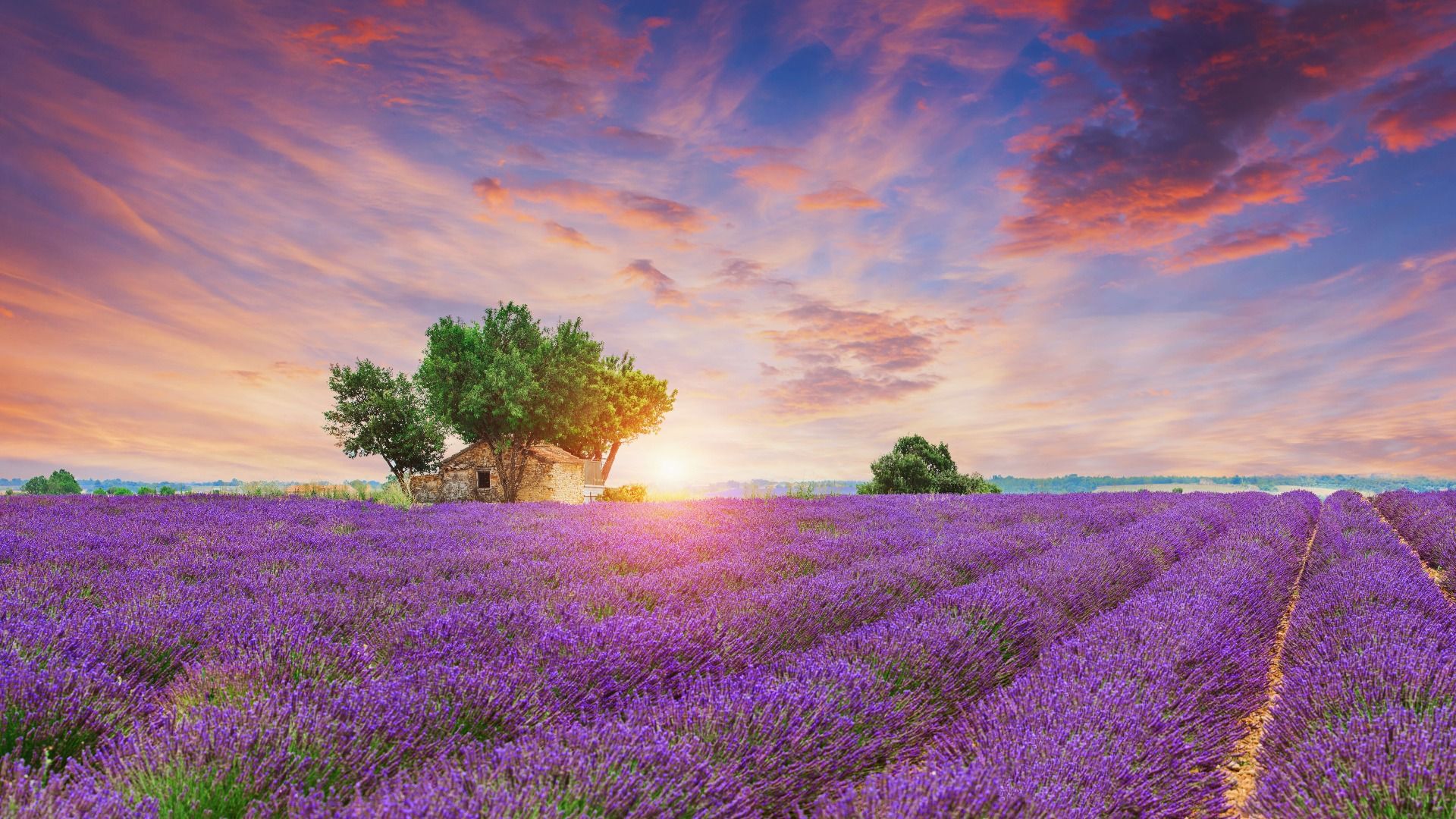 Campo di lavanda all'alba