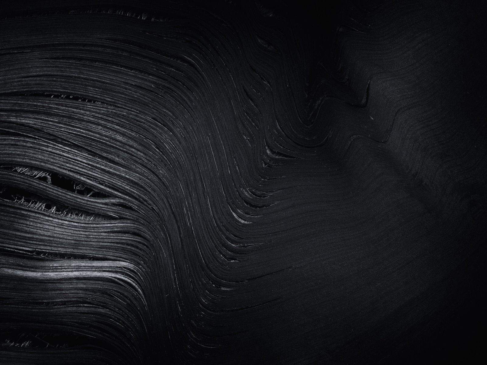 Vecchia foglia di palma in bianco e nero