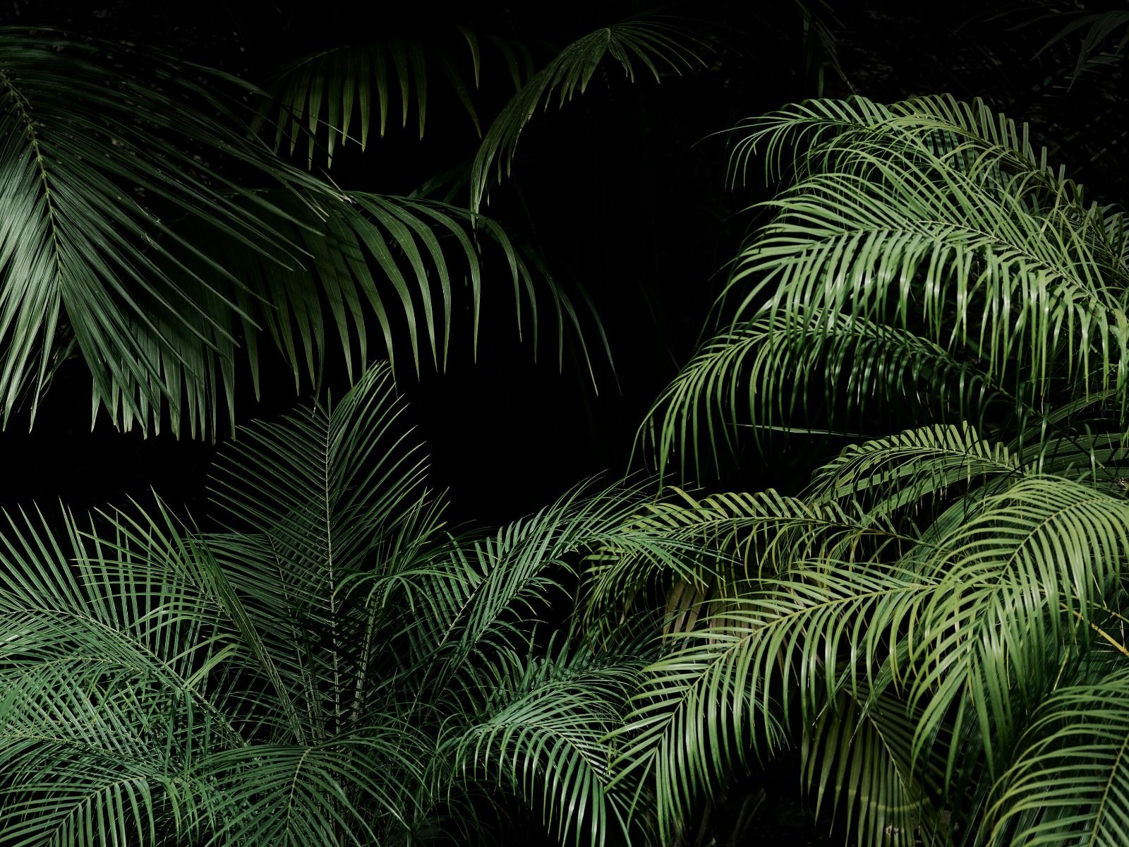 Pianta con foglie verdi