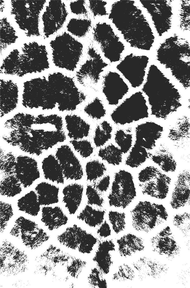 Illustrazione leopardo