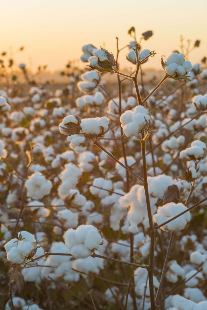 Campo di cotone con cielo giallo dorato