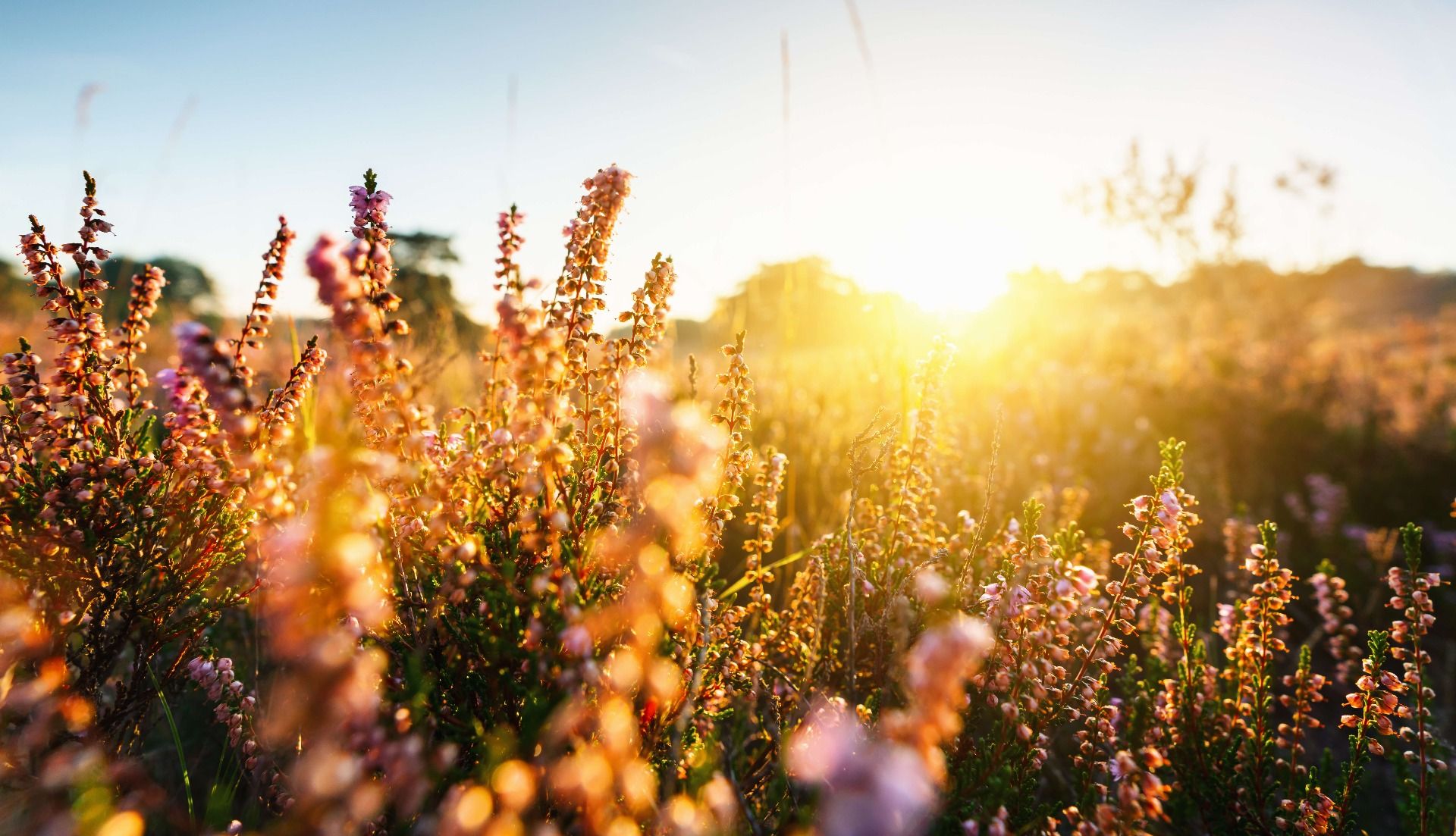 Impianto di erica da vicino