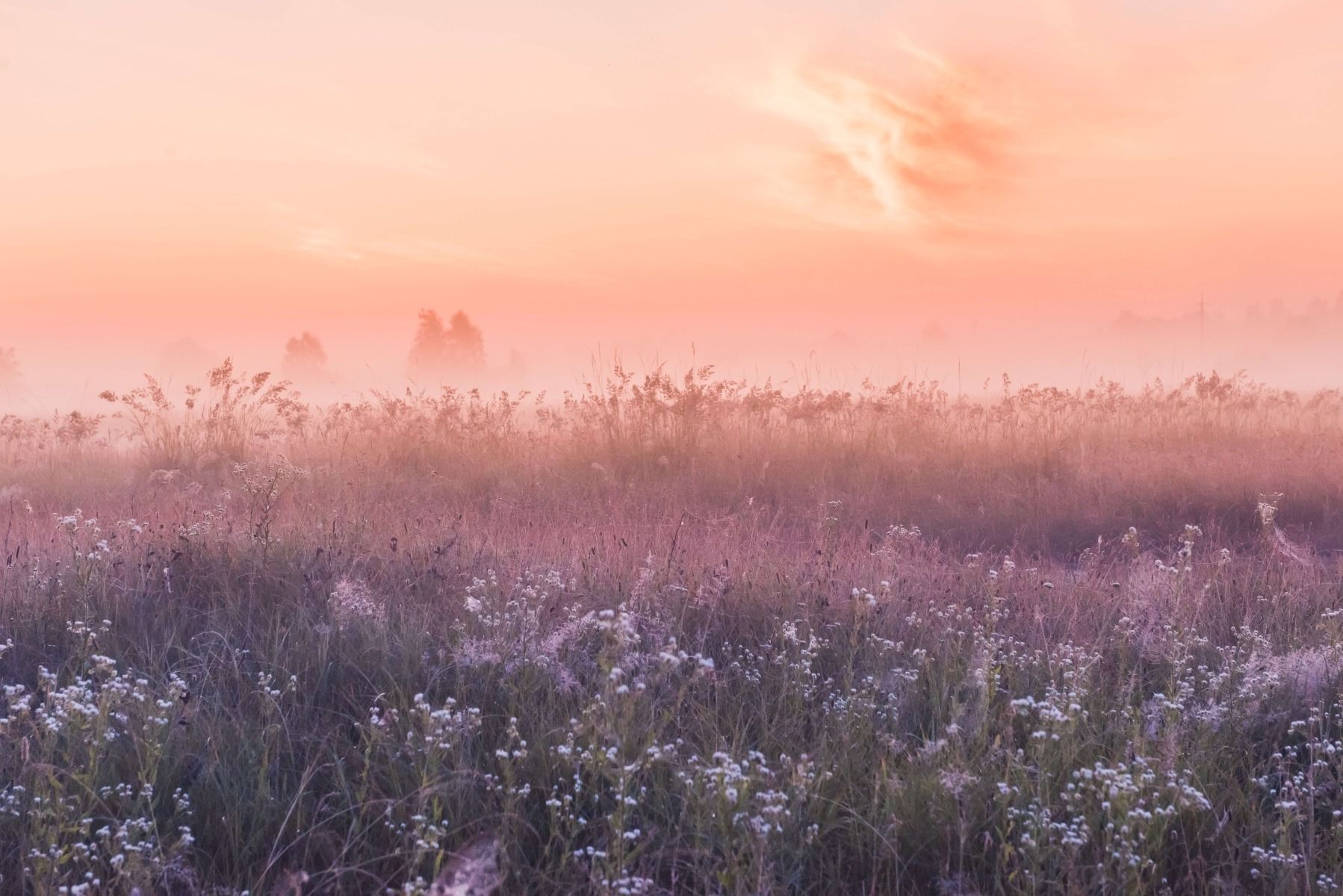 Campo con nebbia mattutina
