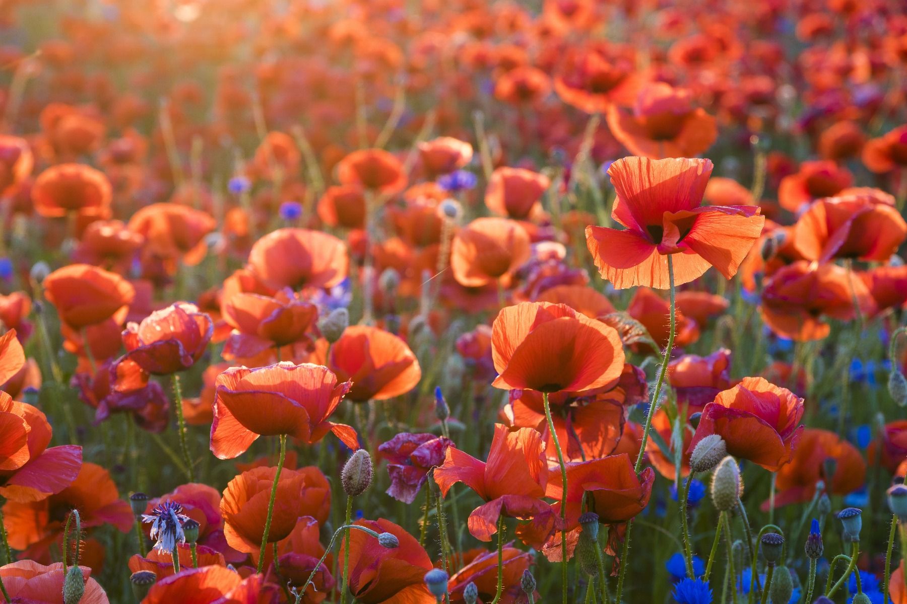 Papaveri alla luce della sera