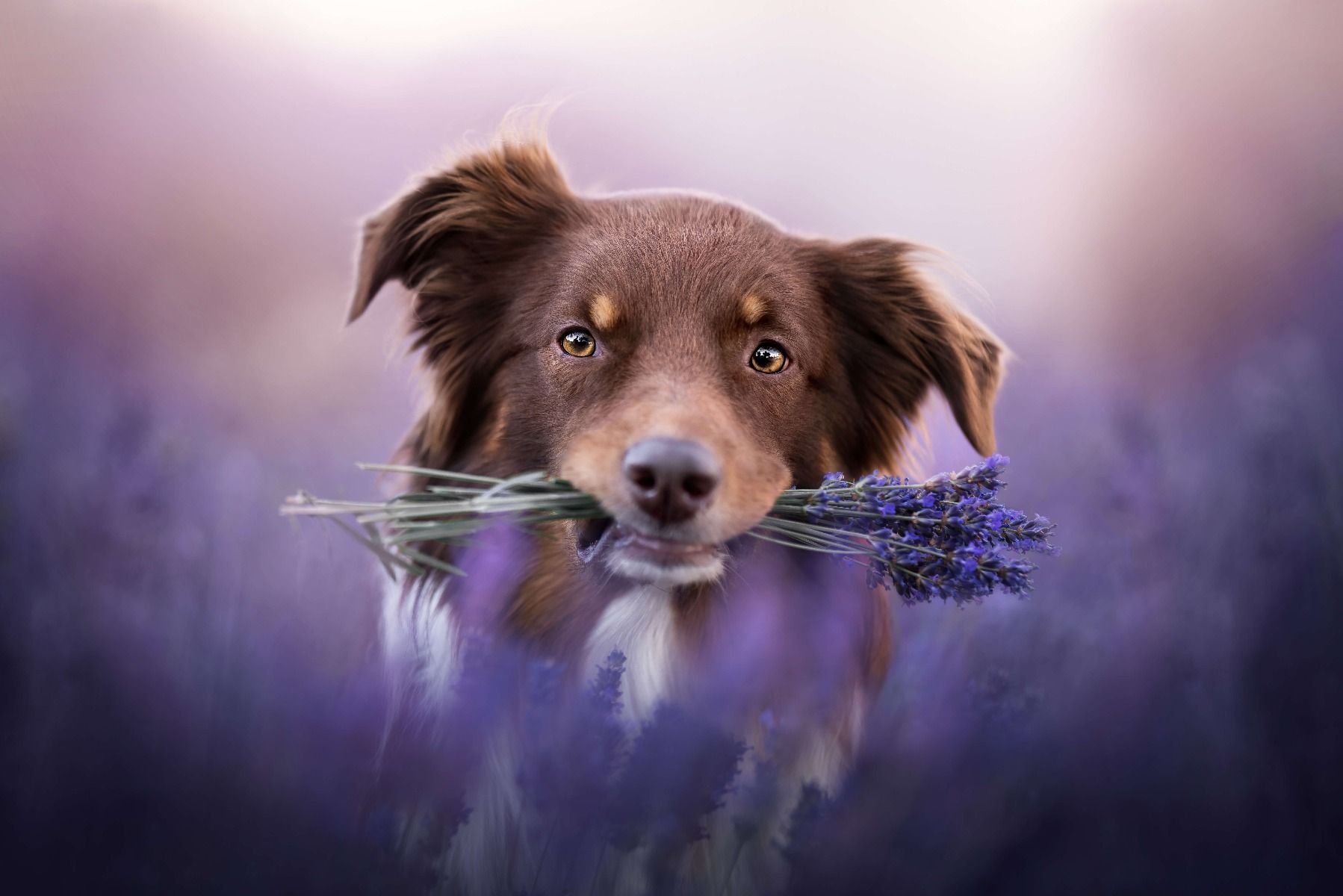 Cane con lavanda