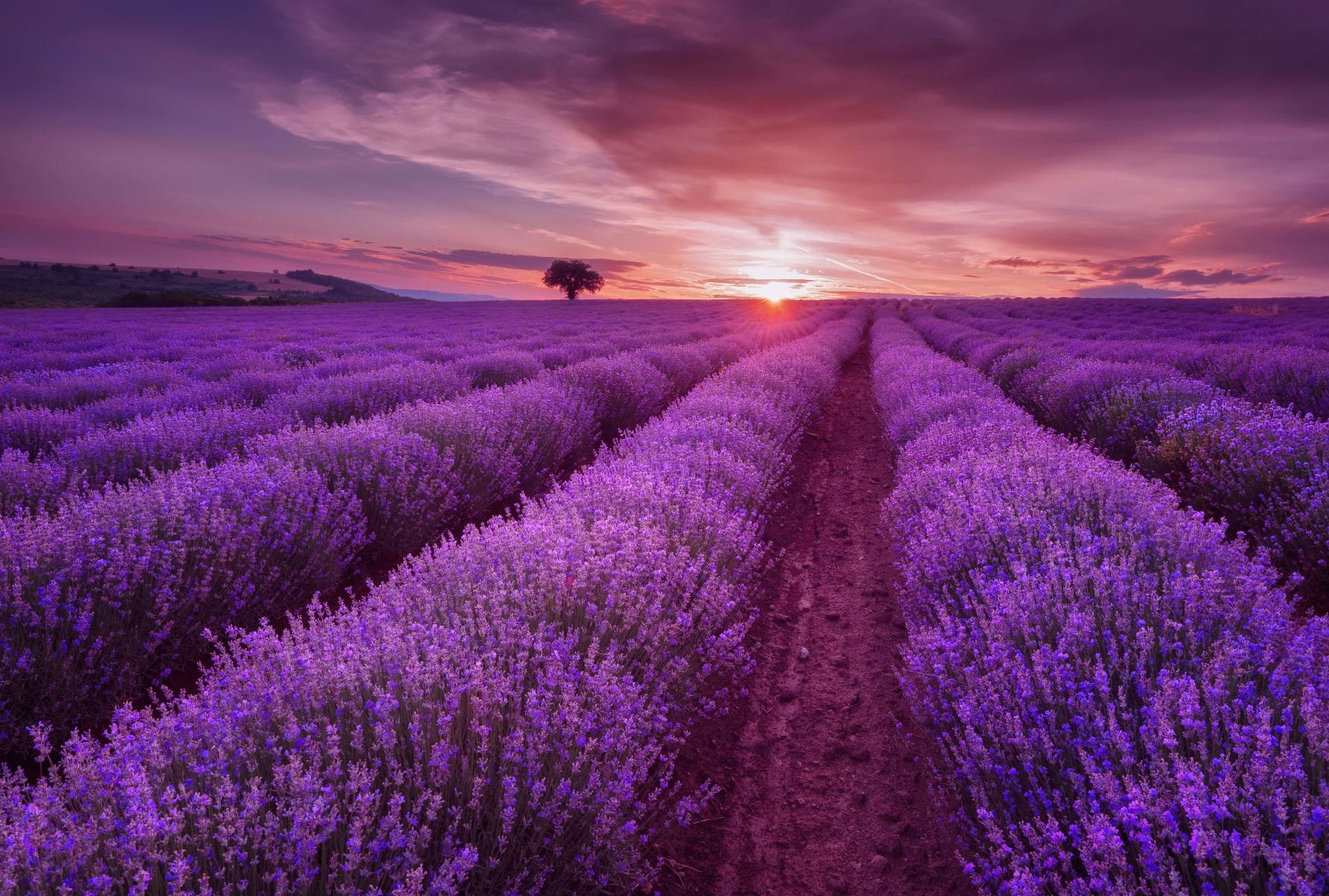 Grande campo pieno di lavanda