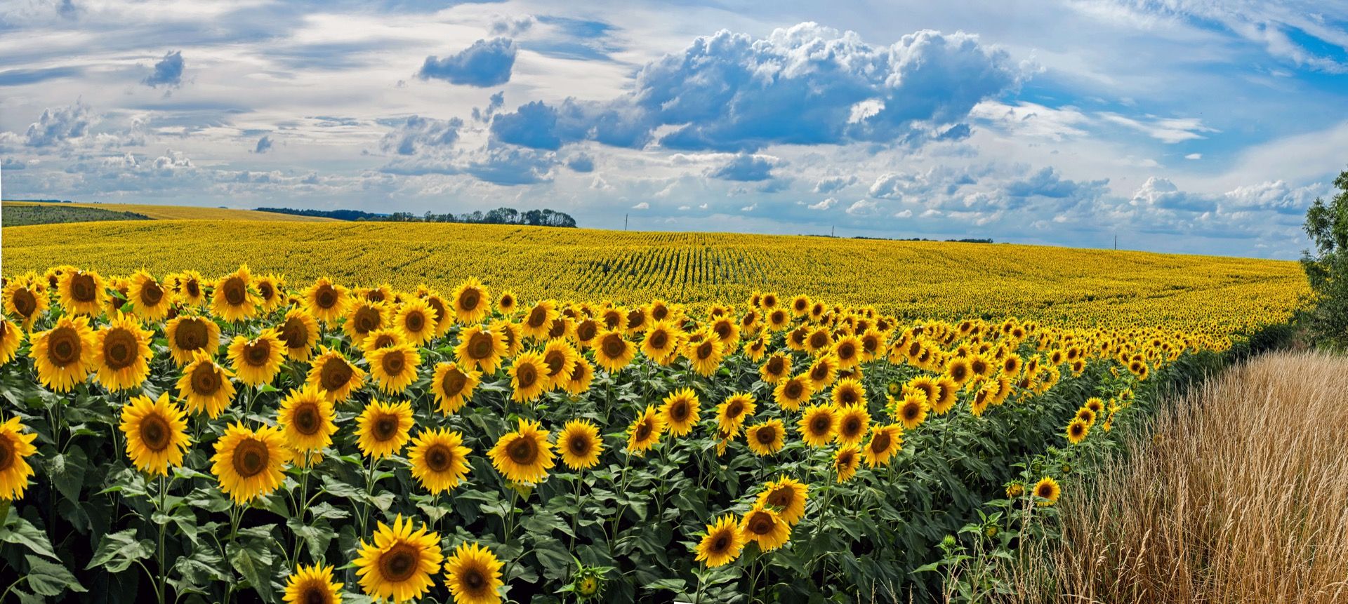 Prato pieno di girasoli