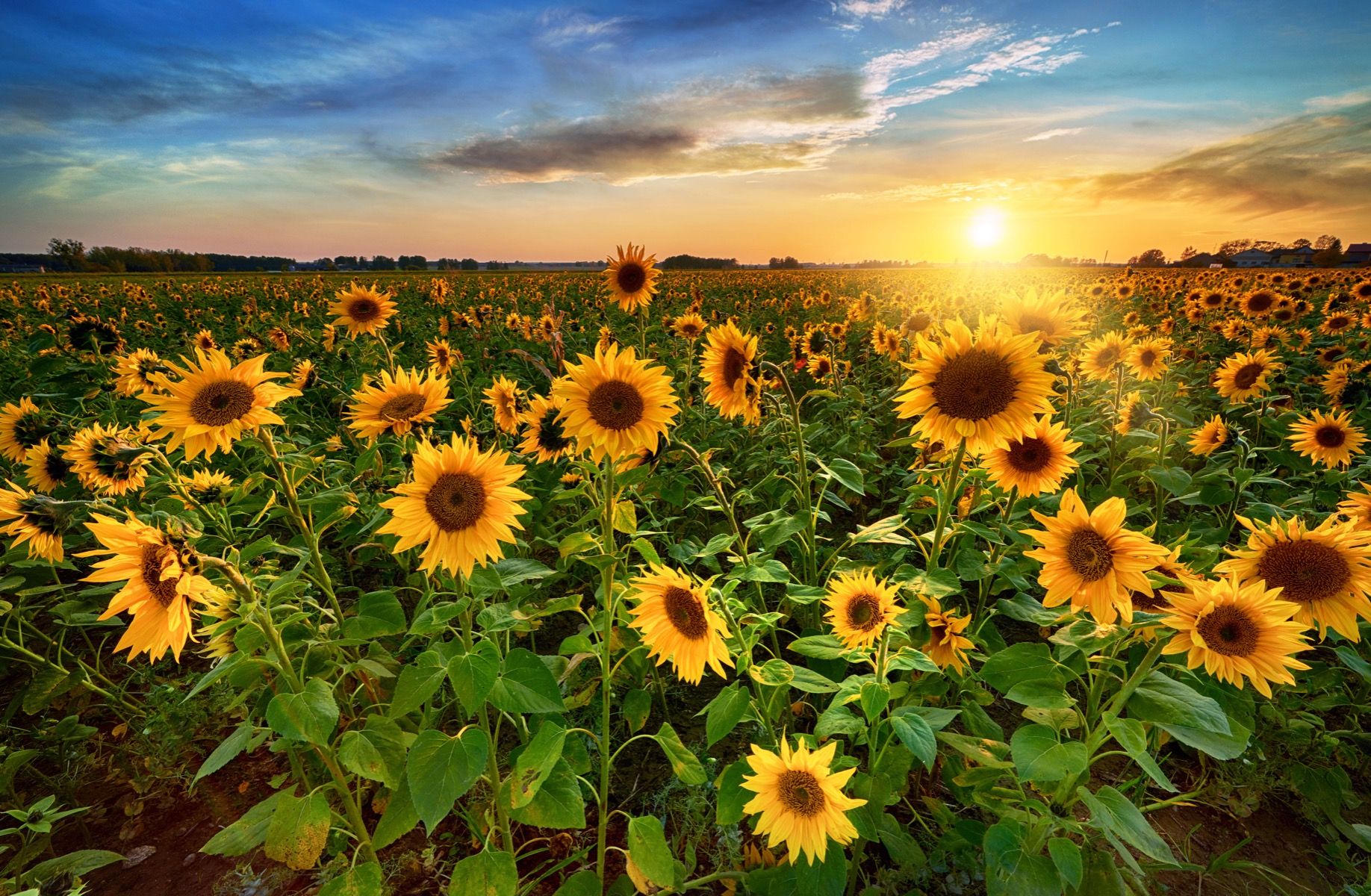 Bellissimo campo di girasoli