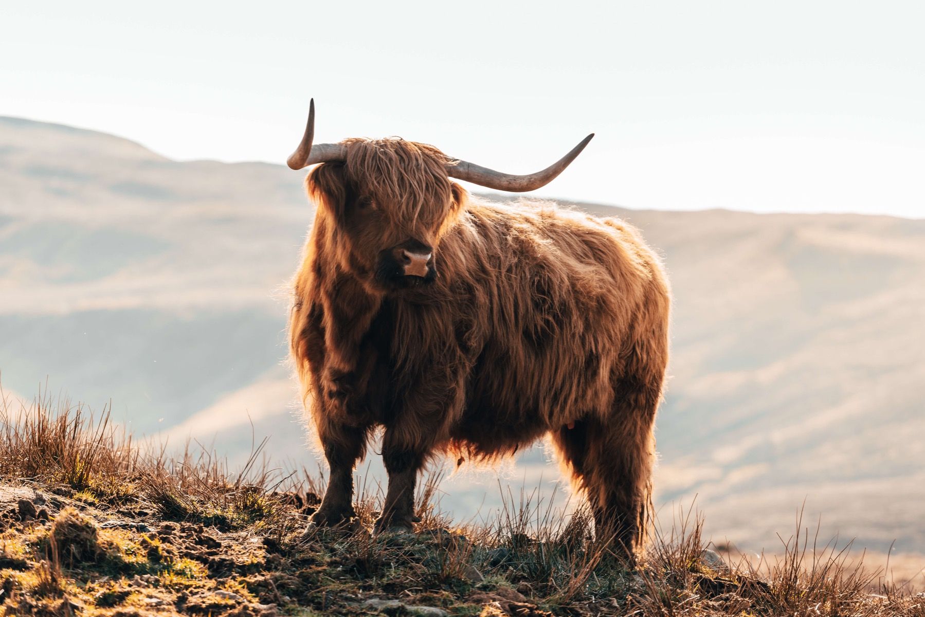 Highlander scozzese su una collina