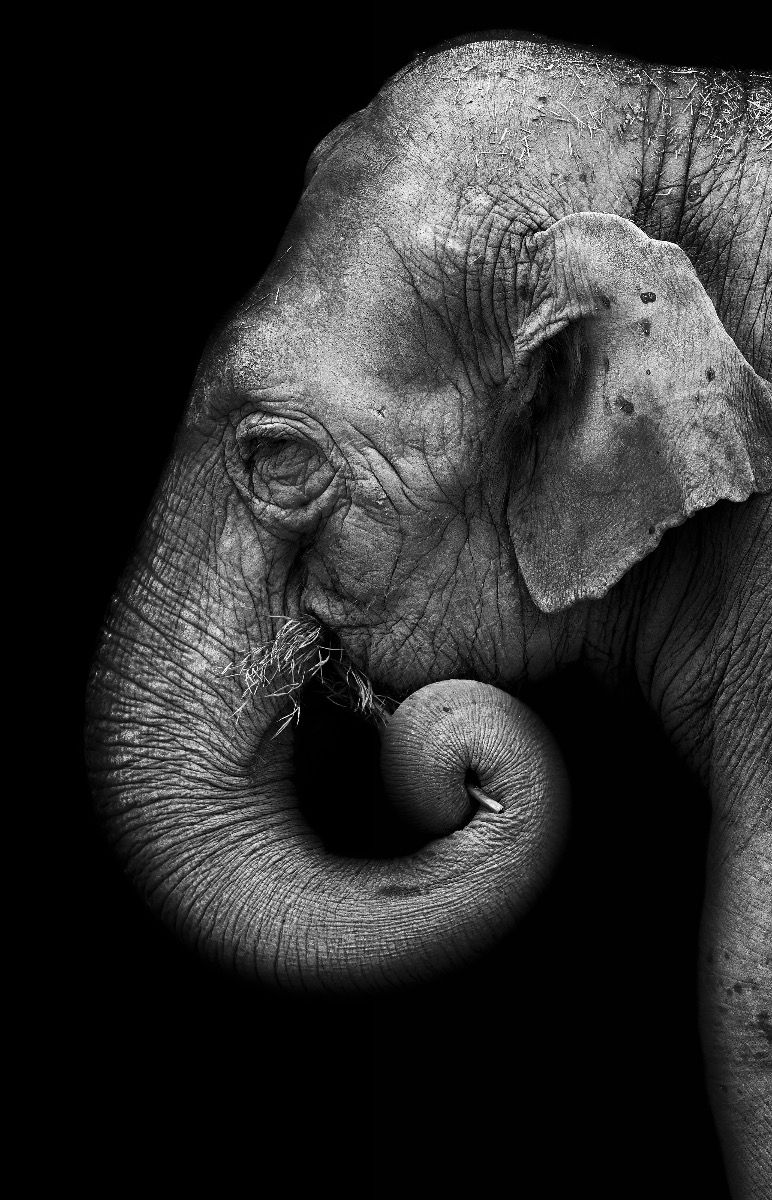 Ritratto di elefante