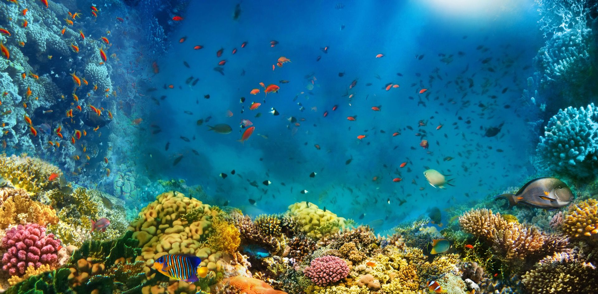 Nel profondo del mare