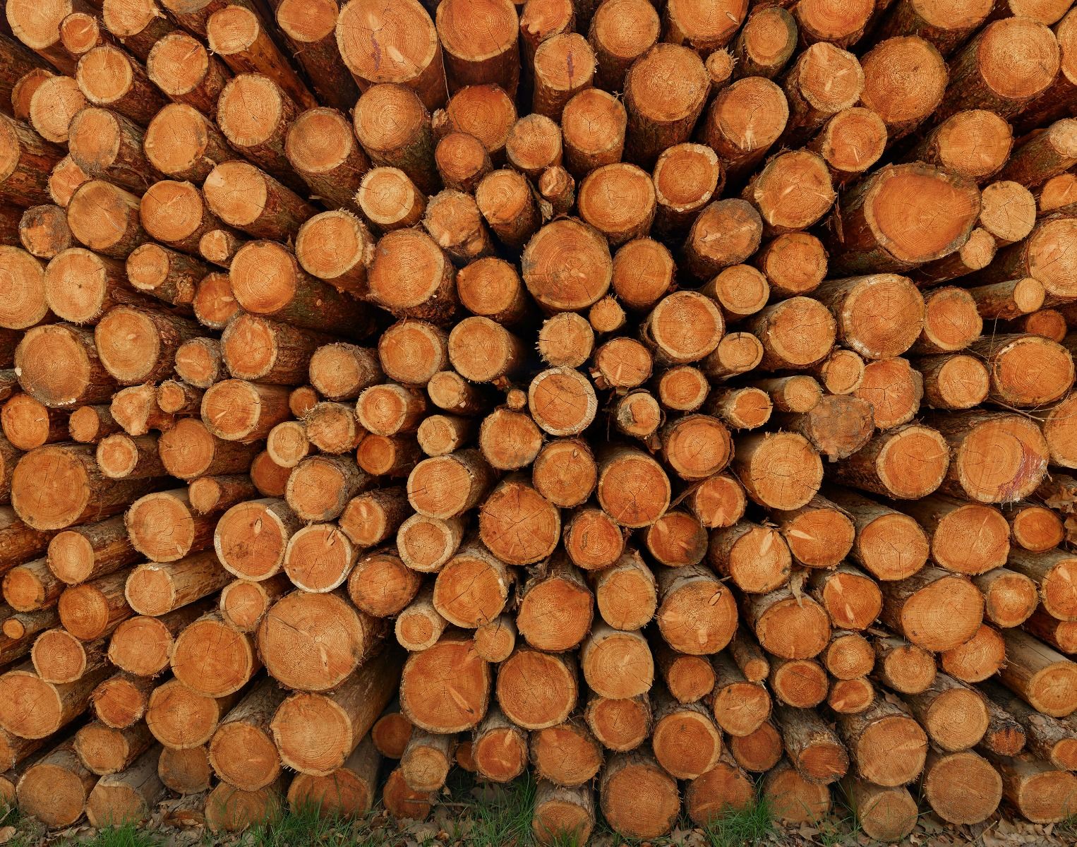 Mucchio di tronchi d'albero scuri