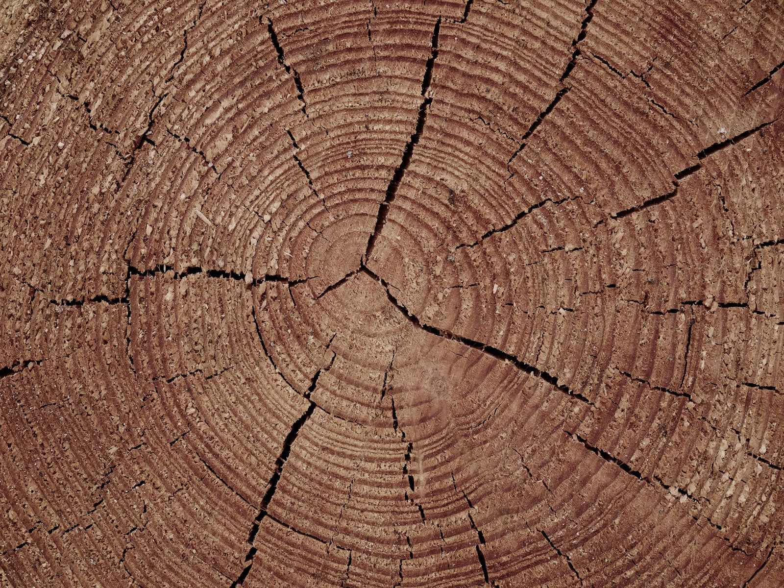 Tronco con anelli annuali