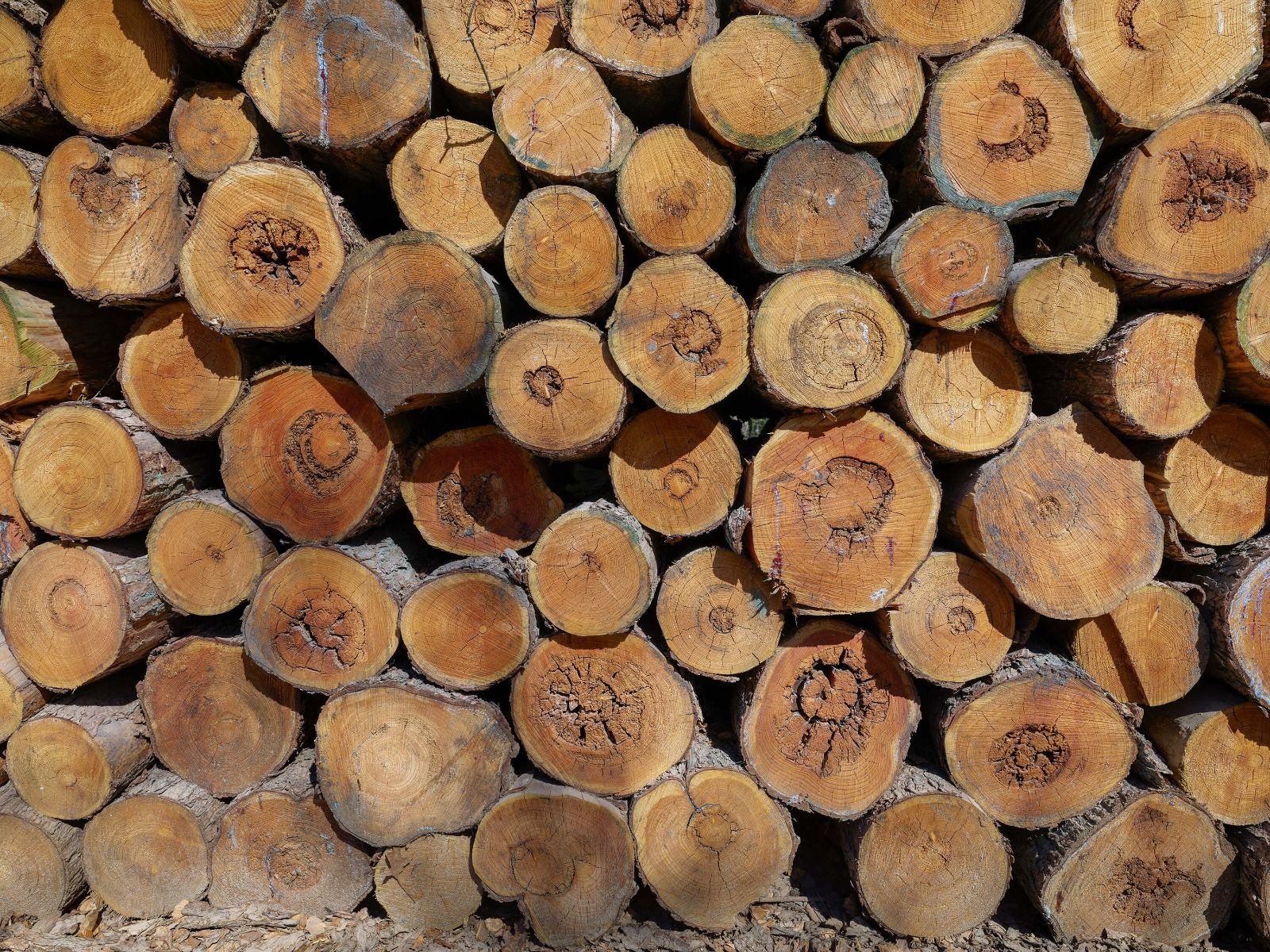 Mucchio di tronchi d'albero