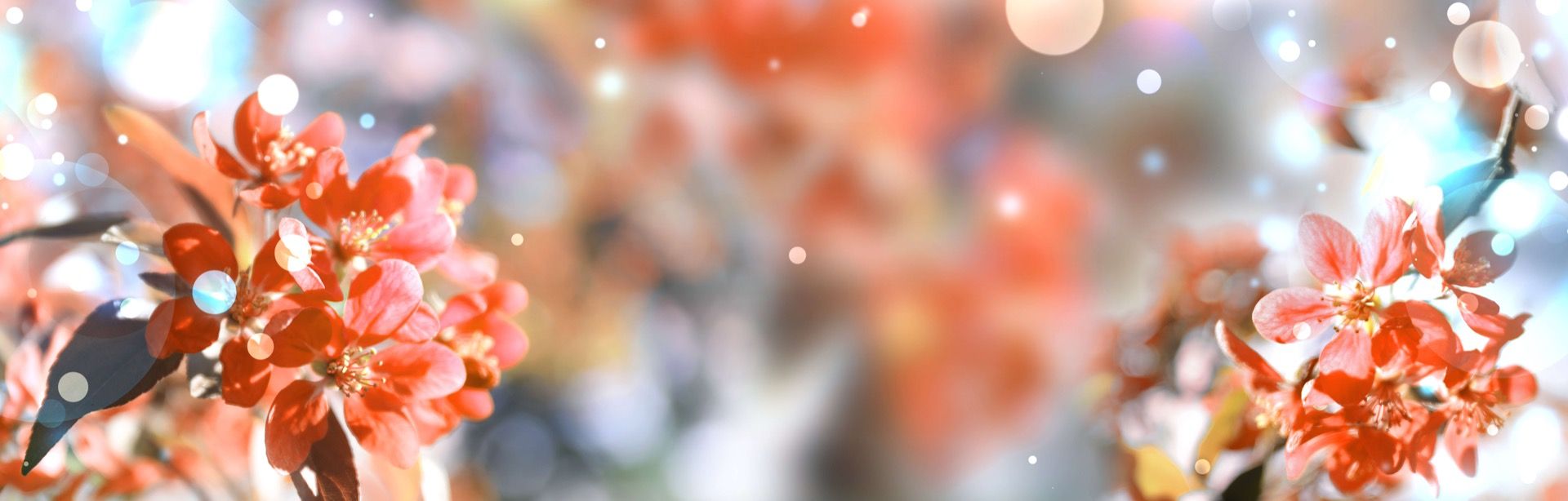 Albero primaverile in fiore