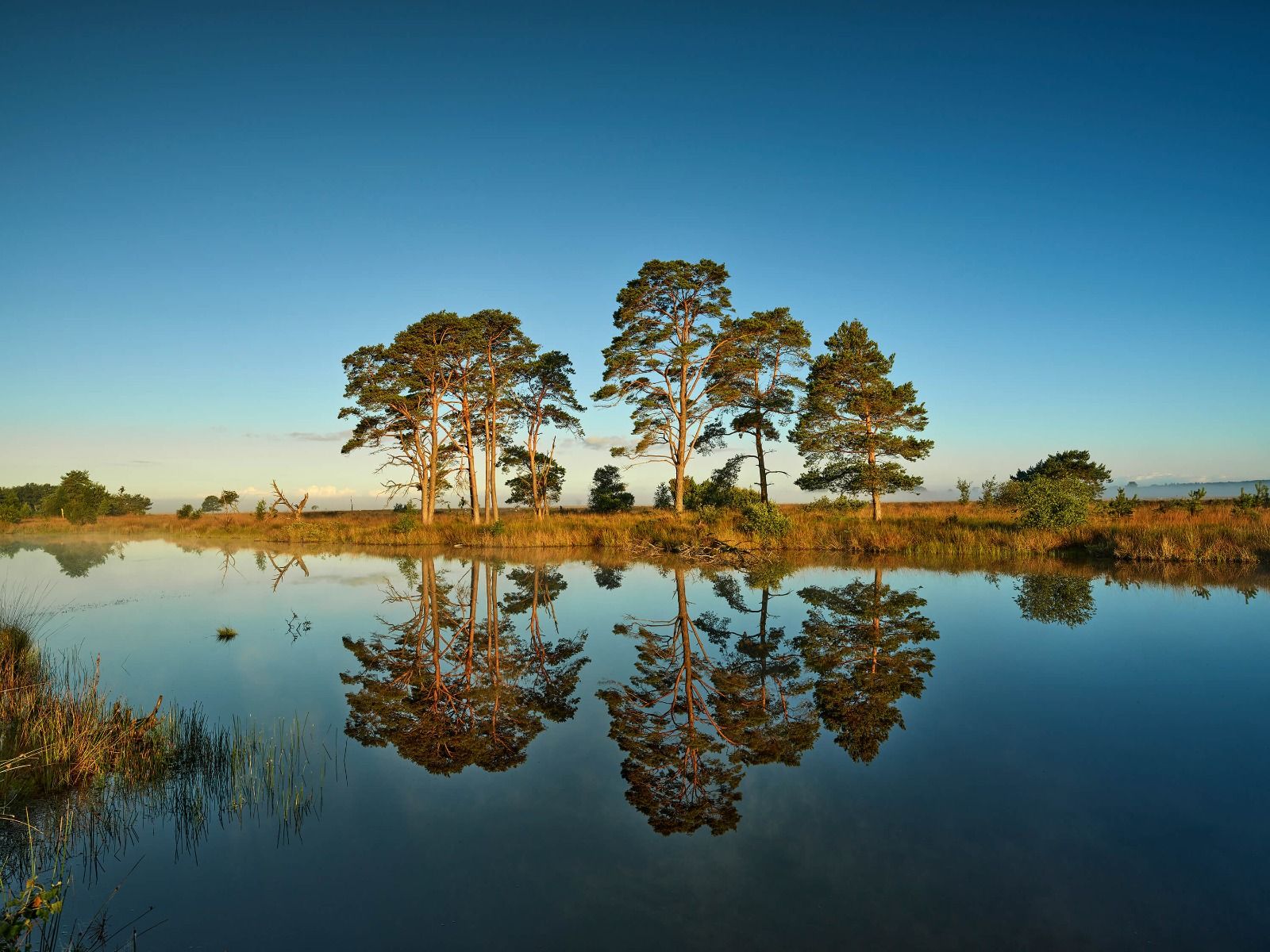 Riflessione nel lago della foresta