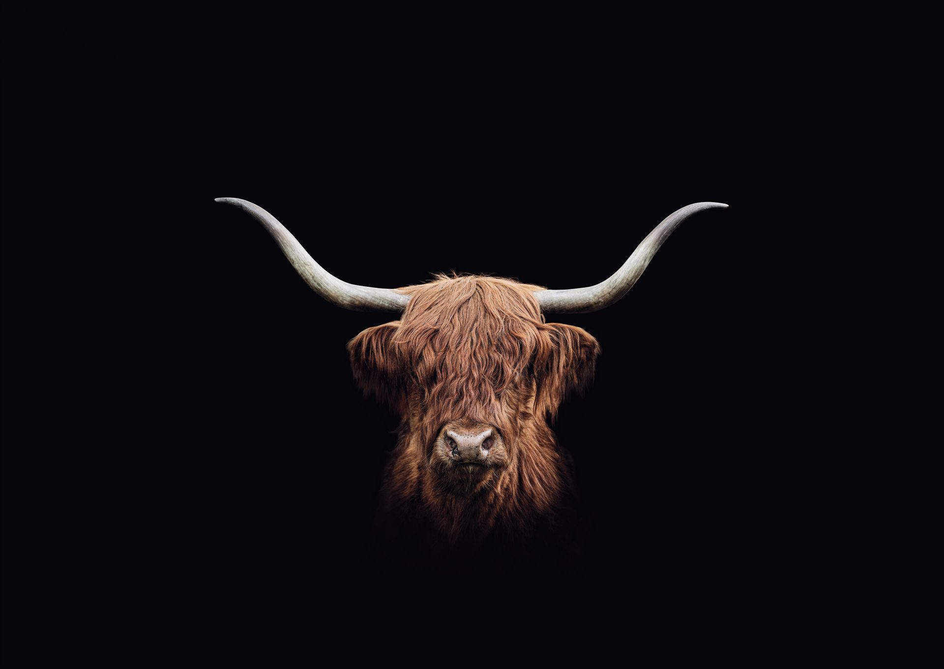 Highlander scozzese d'epoca