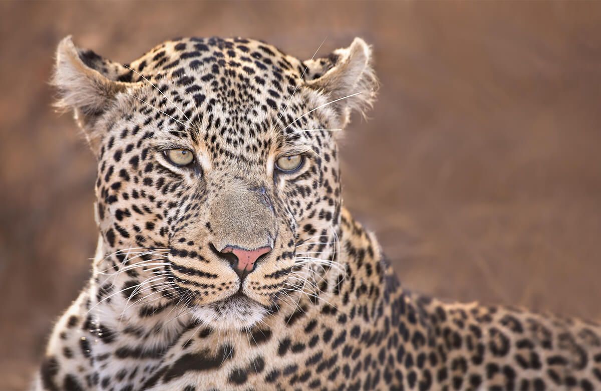 Ritratto di leopardo