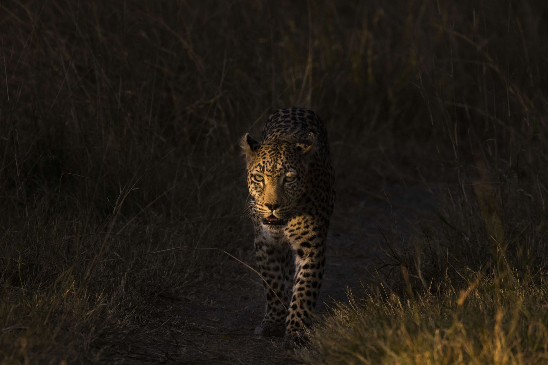 Leopardo con tramonto