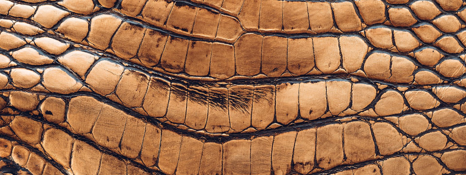 Pelle di coccodrillo