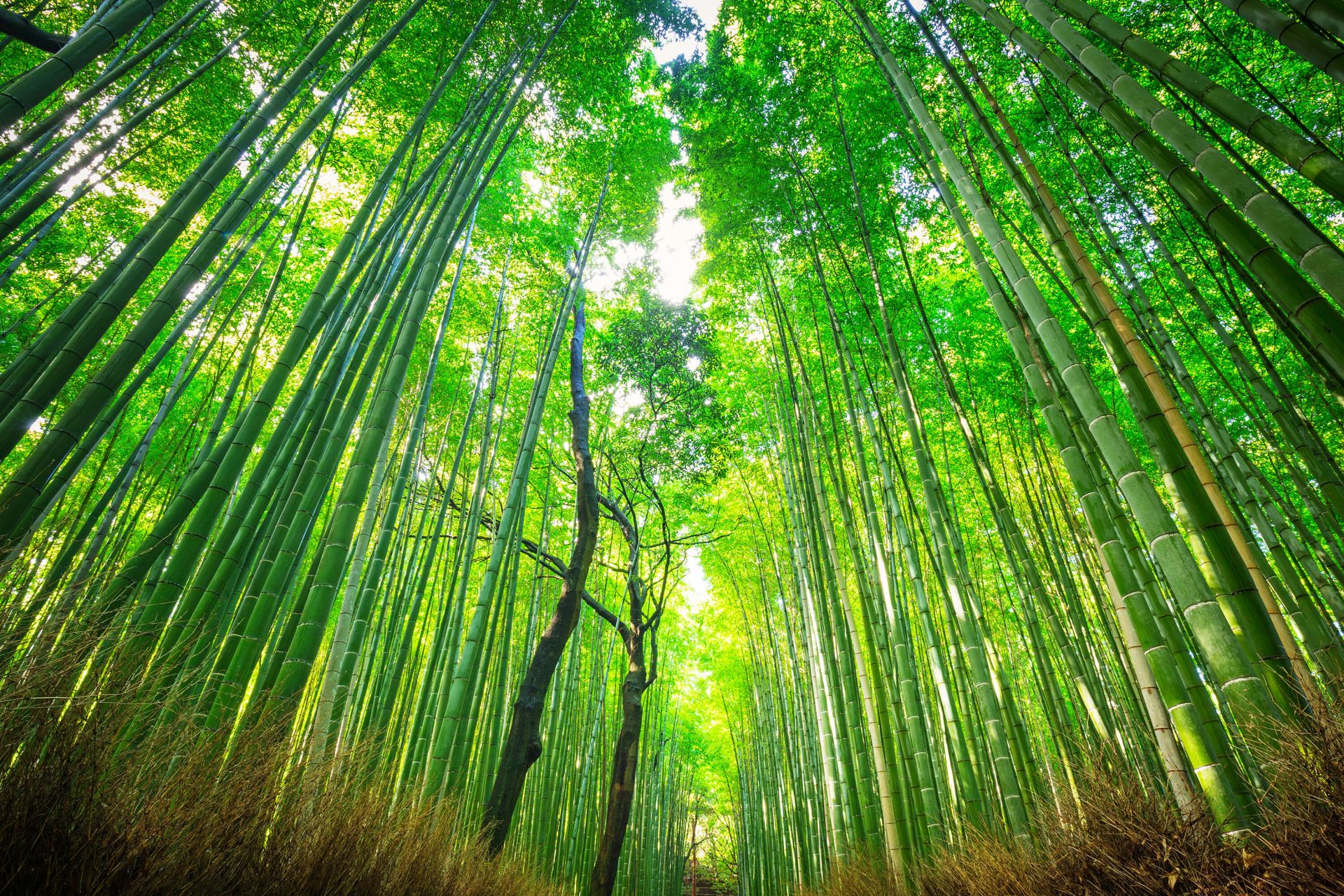 Foresta di bambù di Arashiyama