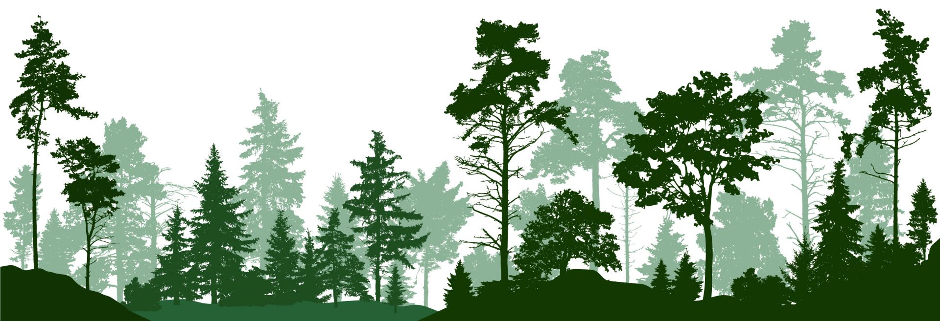 Foresta verde di conifere