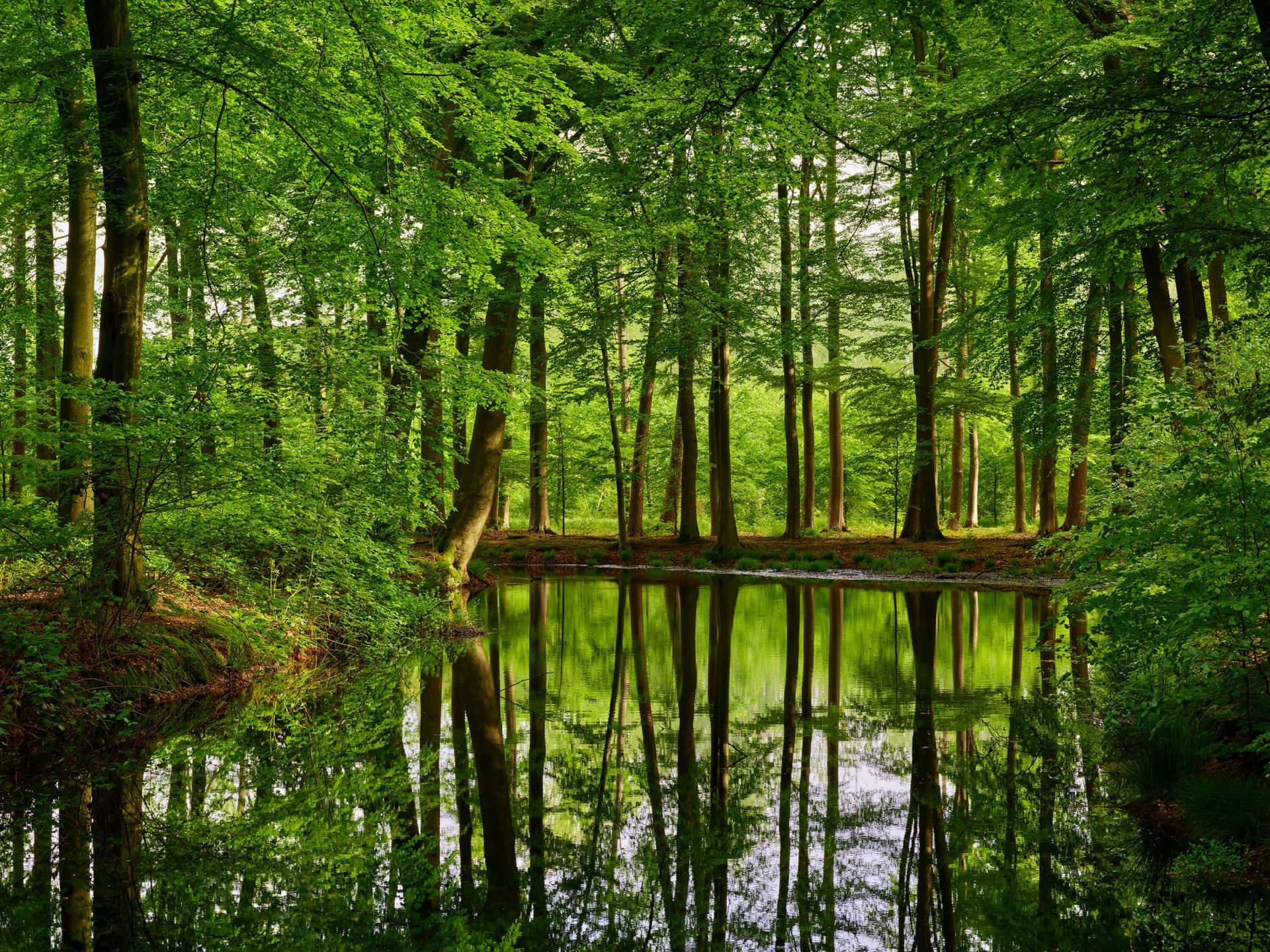 Riflessione di alberi in acqua