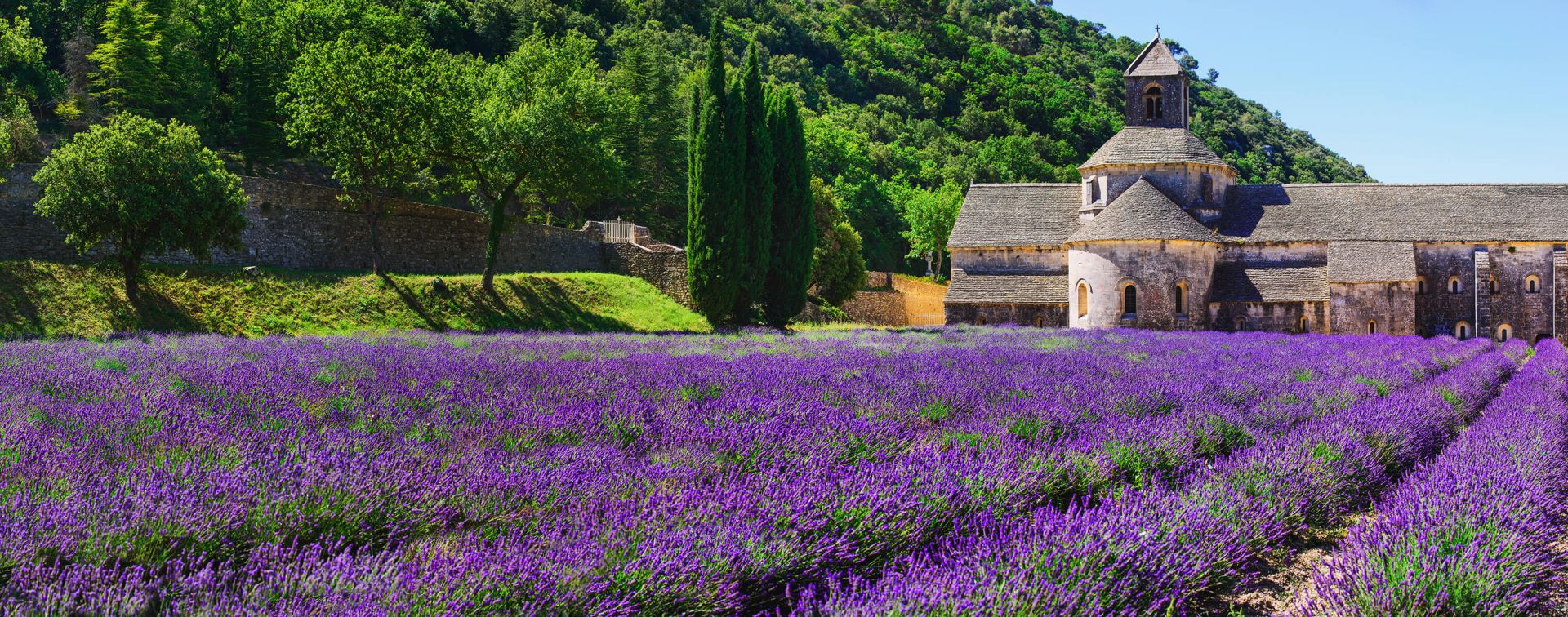 Campo di lavanda fata