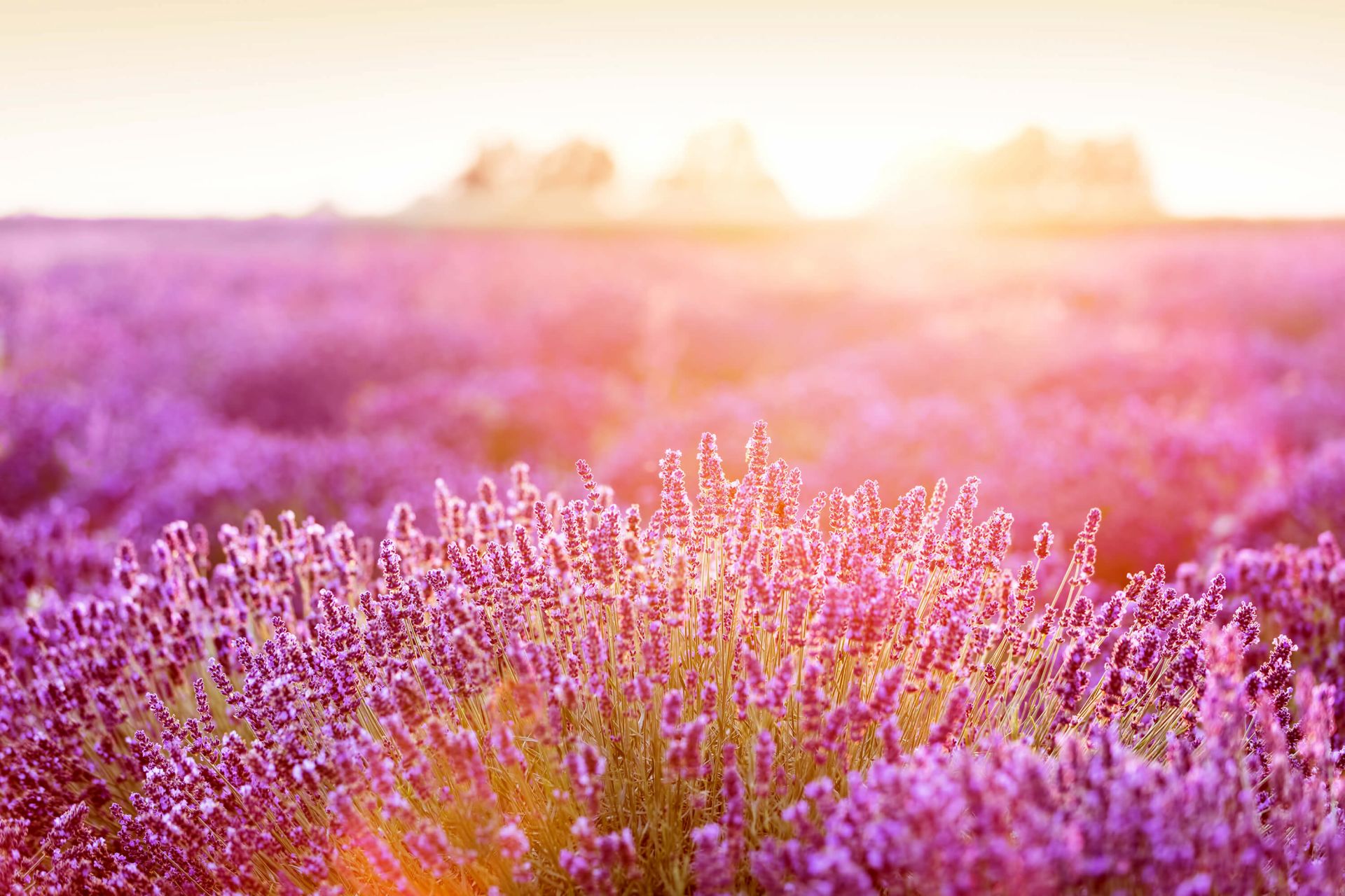 Fiori di lavanda ravvicinati