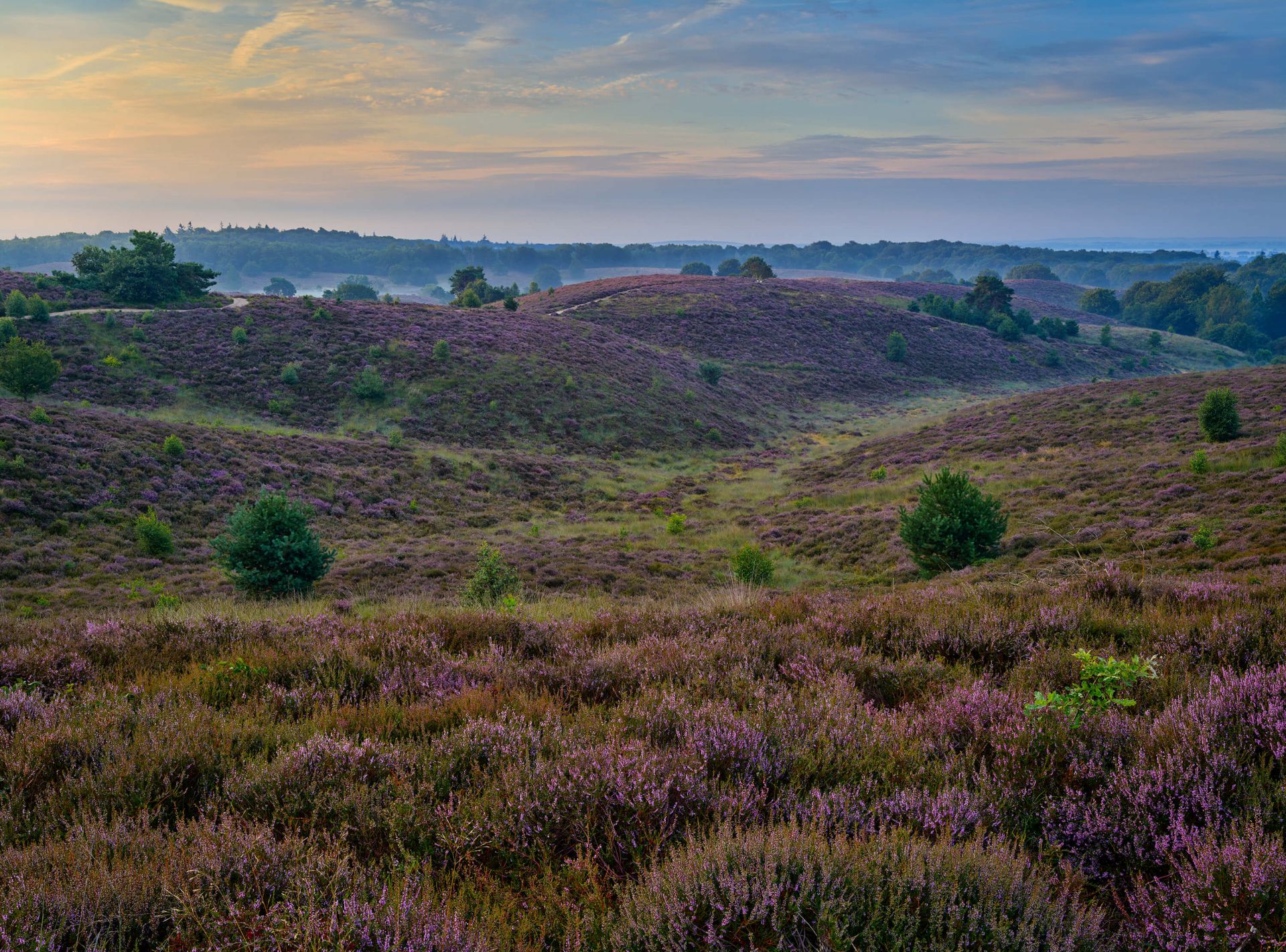 Colline della brughiera