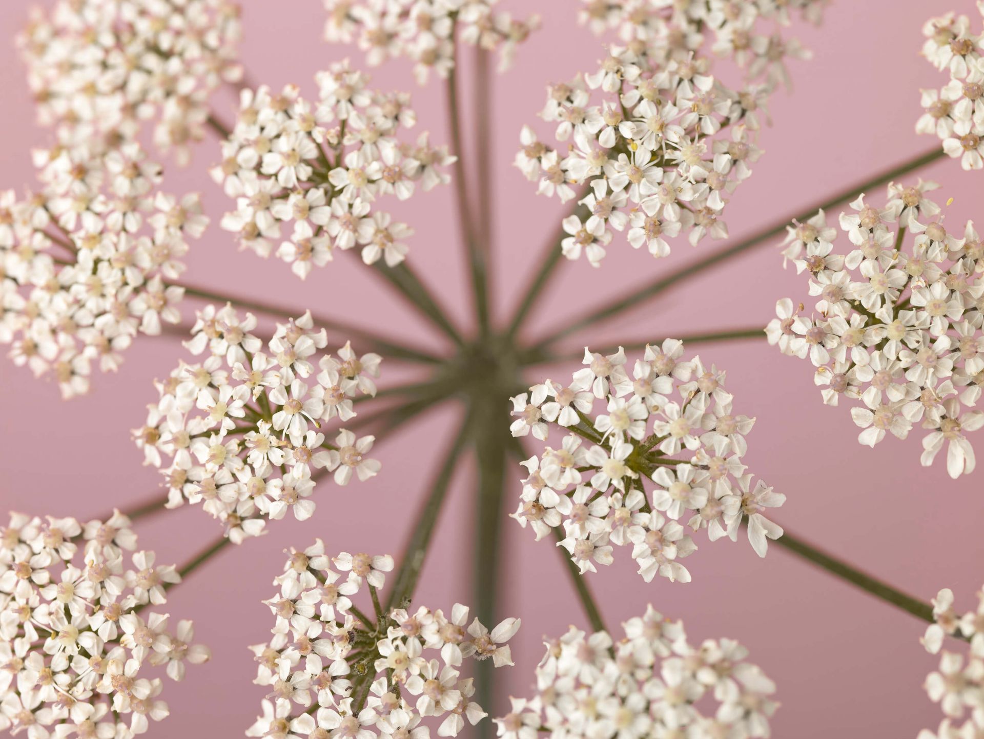 Prezzemolo della mucca bianca