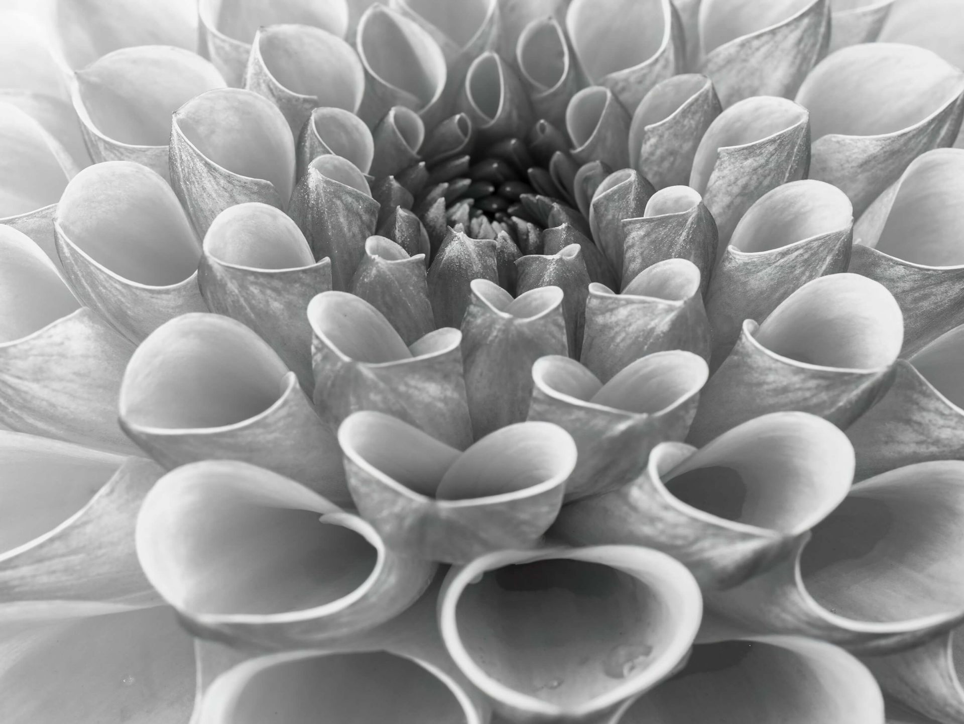 Dalia in primo piano